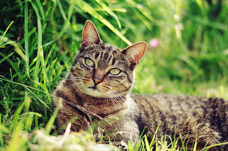 котка, мустаци, лице, Кошак, лъжи, трева, Tomcat, HD тапет
