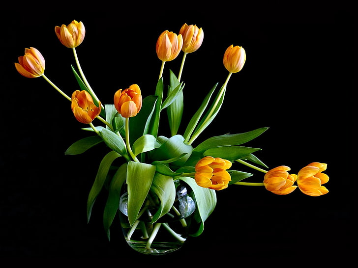 fiori di tulipano giallo, tulipani, fiori, foglie, vaso, sfondo, Sfondo HD
