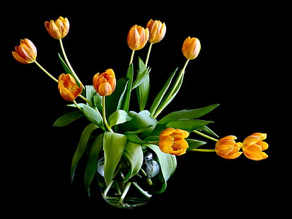 жълти лалета цветя, лалета, цветя, листа, ваза, фон, HD тапет HD wallpaper