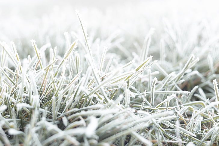Cold, Fall, Frost, grass, ground, macro, nature, HD wallpaper