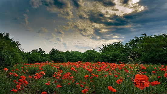 niebo, kwiaty, pole, czerwony, zielony, niebieski, natura, chmury, czerwone kwiaty, maki, Tapety HD HD wallpaper