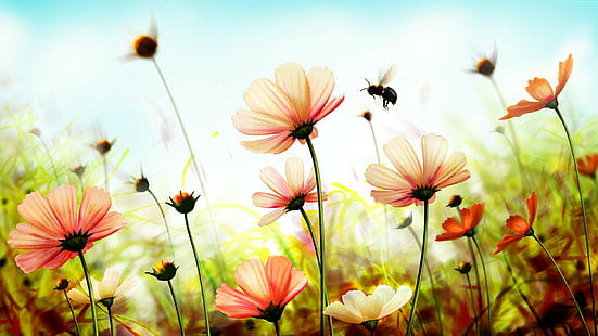 야생의 꽃, 꿀벌, 필드, 꽃밭, HD 배경 화면 HD wallpaper