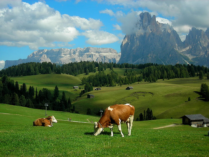 alps, cows, farm, hills, landscape, meadows, mountains, rustic, HD wallpaper