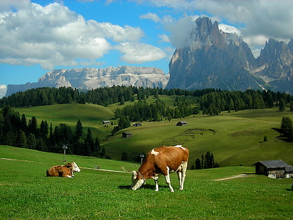 alps, cows, farm, hills, landscape, meadows, mountains, rustic, HD wallpaper HD wallpaper