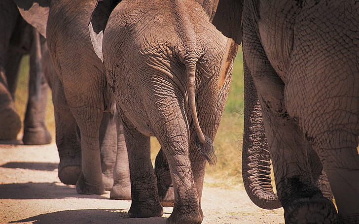 elephants, gait, tail, HD wallpaper
