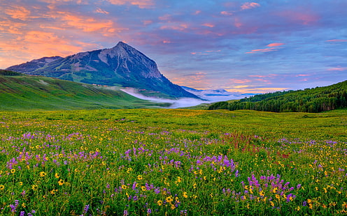 Crested Butte Valley Жълти и лилави диви цветя Скалисти планини в Колорадо Пролетен пейзаж 1920 × 1200, HD тапет HD wallpaper