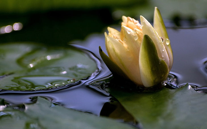 yellow waterlily bud, flower, drops, water, close-up, bud, HD wallpaper