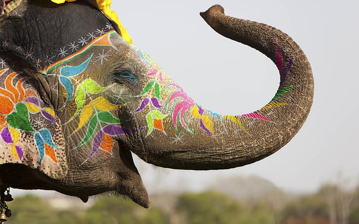 Elefante colorato, elefante, colori, Sfondo HD