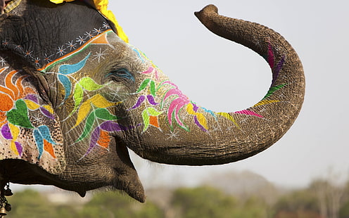 Colored Elephant, elephant, colours, HD wallpaper HD wallpaper
