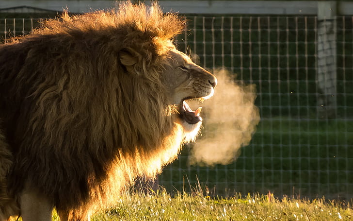 lion, Animals, Cold Air, Yorkshire Wildlife Park, HD wallpaper