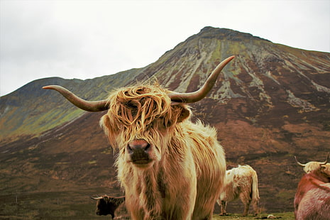 chien à poil court brun et noir, Highland Cattle, animaux, vache, Fond d'écran HD HD wallpaper