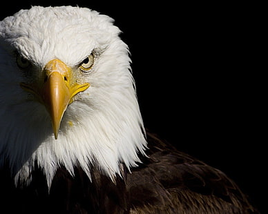 pájaros águila calva 1280x1024 Animales Aves Arte en alta definición, AVES, Águila calva, Fondo de pantalla HD HD wallpaper