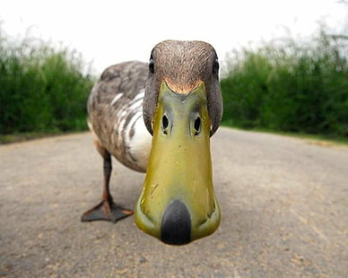 duck, HD wallpaper HD wallpaper