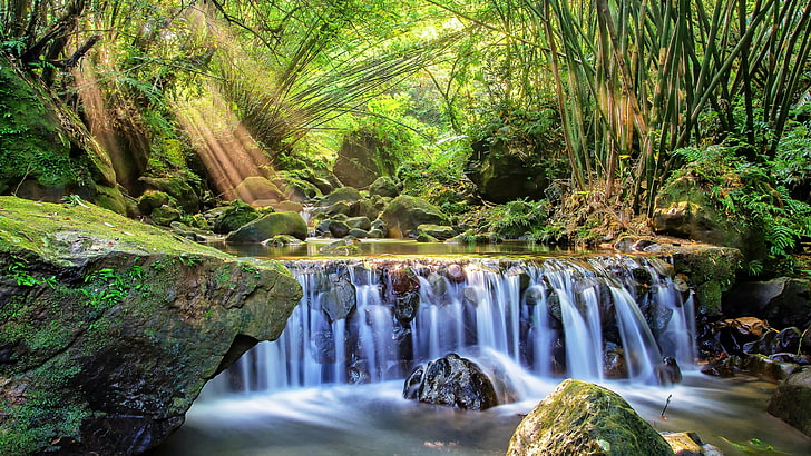 water, nature, waterfall, vegetation, nature reserve, body of water, stream, bamboo, creek, forest, arroyo, HD wallpaper