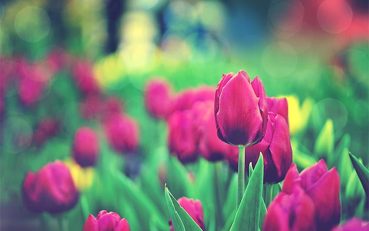 Tulips Garden, ทุ่งทิวลิปสีชมพู, สวน, ทิวลิป, วอลล์เปเปอร์ HD