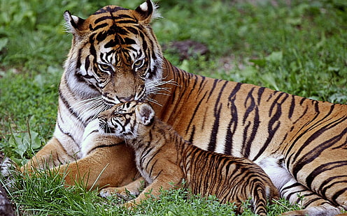 brown and black tiger and cub, tiger, cub, down, family, care, baby, big cat, predator, HD wallpaper HD wallpaper