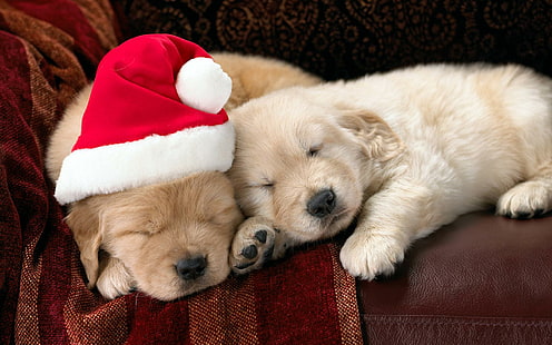 Santa Puppy, animals, dogs, christmas, puppy, santa, sofa, sleepy, HD wallpaper HD wallpaper