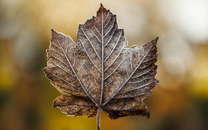 brown maple leaf, leaf, maple, dry, frost, HD wallpaper