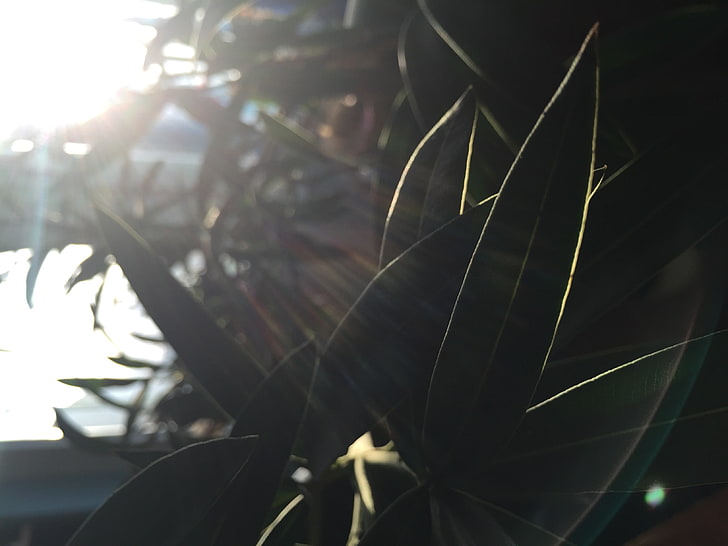 Sonnenlicht, Pflanzen, HD-Hintergrundbild