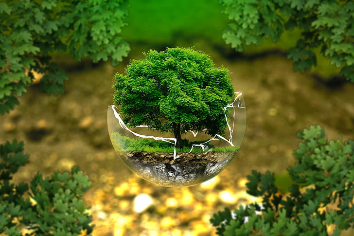 atmosphere, bio, biology, bonsai, deciduous tree, dying tree, earth, eco, ecological balance, ecology, environment, environmental protection, forest, forests, fragile, glass ball, green, green goods, grow, leaves, l, HD wallpaper