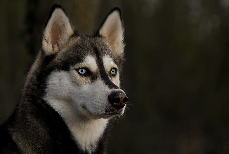 pelo corto bianco e nero siberian husky, husky, museruola, cane, occhi, Sfondo HD
