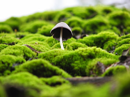shallow focus photography of brown mushroom, mushroom, roof, shallow focus, photography, brown, archeon, green, fungus, nature, moss, plant, green Color, forest, close-up, growth, toadstool, leaf, macro, HD wallpaper HD wallpaper