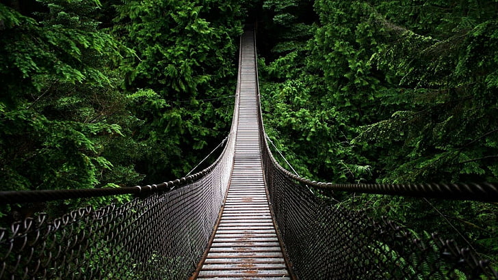 橋、森林、吊り橋、リンキャニオン、リンバレー、バンクーバー、カナダ、素晴らしい、ブリティッシュコロンビア、 HDデスクトップの壁紙
