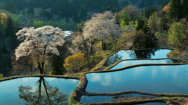 Reisfeld, Bäume, terrassenförmig angelegtes Feld, Frühling, Blüten, HD-Hintergrundbild