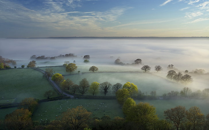 grüne Laubbäume malen, Natur, Landschaft, Bäume, Wald, Hügel, Morgen, Nebel, Feld, Wolken, Schaf, UK, Gras, Horizont, HD-Hintergrundbild