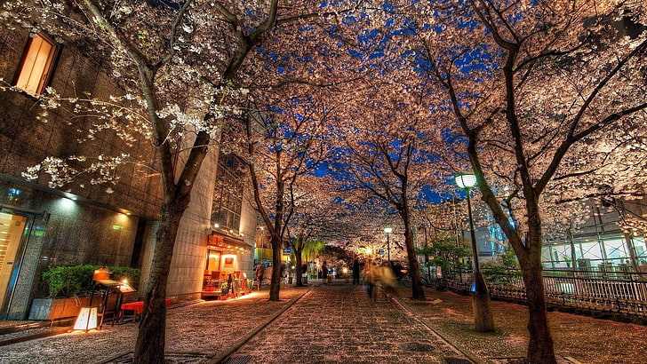 Kyoto, Giappone, albero, ramo, fiore di ciliegio, primavera, fiore, asia, città, notte, sera, via, Sfondo HD