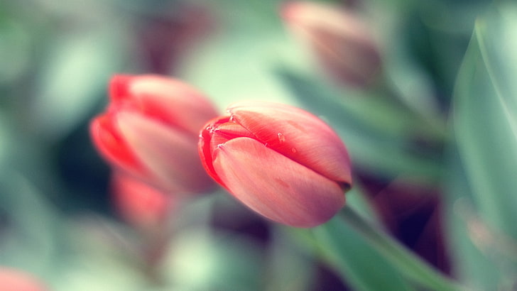 fleurs, tulipes, Fond d'écran HD