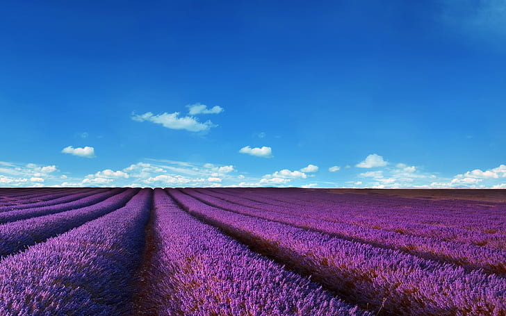champs de lavande, nature, paysage, violet, ciel, champs de lavande, nature, paysage, violet, ciel, Fond d'écran HD