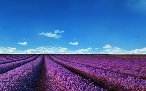 champs de lavande, nature, paysage, violet, ciel, champs de lavande, nature, paysage, violet, ciel, Fond d'écran HD HD wallpaper