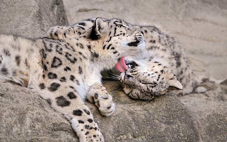 фотография на диви животни на две малки снежни леопарди през деня, малки малки снежен леопард, двойка, грижи, HD тапет