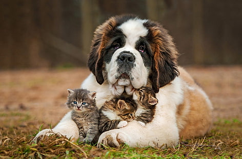 три кафяви котенца и трицветни котенца. Бернар, светец Бернар, куче, коте, кученце, трева, HD тапет HD wallpaper