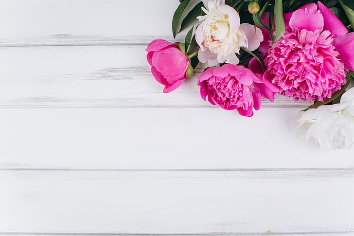 Blumen, Rosa, Weiß, Holz, Pfingstrosen, HD-Hintergrundbild