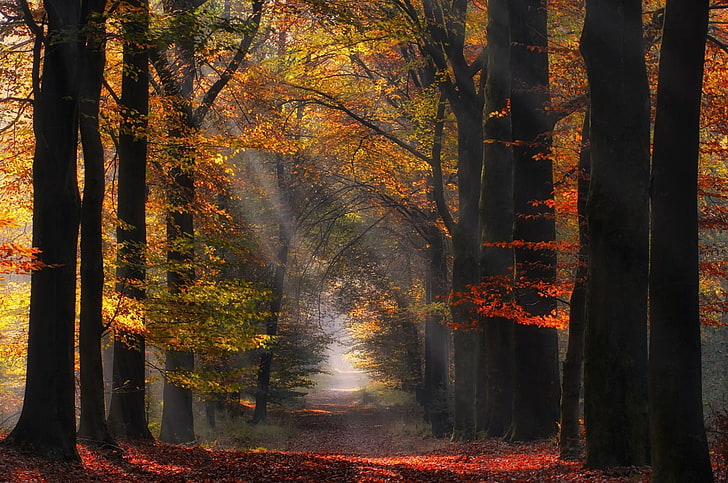 пейзажна фотография на пътека между кафяви листни дървета, природа, пейзаж, цветен, гора, пътека, слънчеви лъчи, мъгла, дървета, падане, листа, атмосфера, слънчева светлина, HD тапет