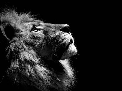 Animal, Lion, Black And White, Photography, Dark Background, animal, lion, black and white, photography, dark background, HD wallpaper HD wallpaper