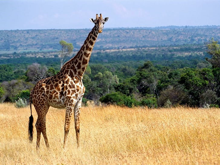 Giraffe, Animals, Grass, Trees, Grass, Long Neck, giraffe, animals, grass, trees, long neck, HD wallpaper
