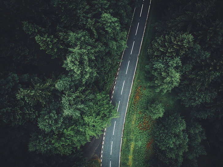 green trees, trees, aerial view, forest, road, HD wallpaper