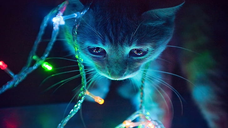 kucing, Natal, lampu, Wallpaper HD