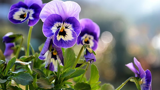 ดอกไม้กะเทย, วอลล์เปเปอร์ HD HD wallpaper