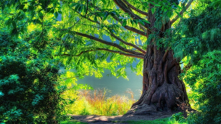 иллюстрация зеленого и коричневого дерева, деревья, цифровое искусство, природа, HD обои