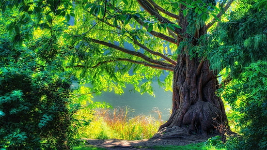 ภาพประกอบต้นไม้สีเขียวและสีน้ำตาลต้นไม้ศิลปะดิจิตอลธรรมชาติ, วอลล์เปเปอร์ HD HD wallpaper