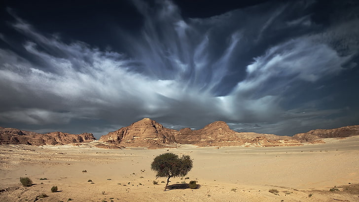 green leafed tree, sky, sand, clouds, tree, open spaces, desert, HD wallpaper