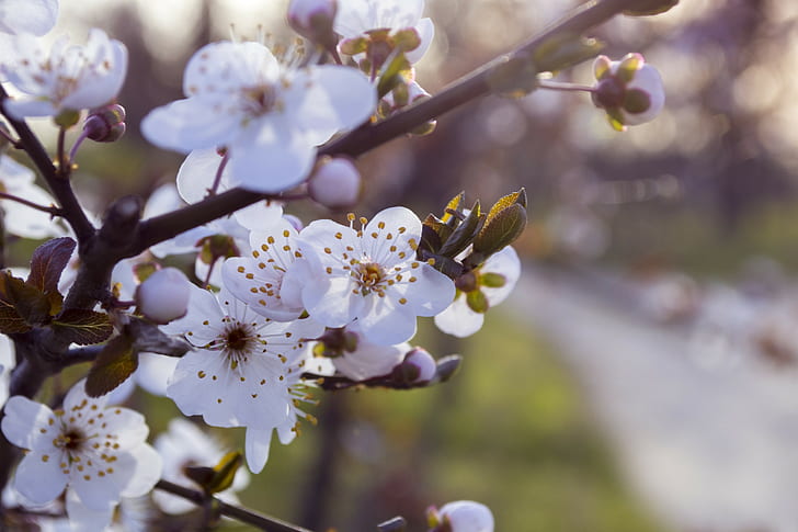 flor, flores blancas, rama, primavera, Fondo de pantalla HD