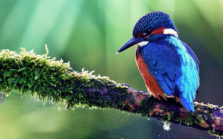 синя птица-рибар, птици, рибар, природа, синьо, животни, HD тапет