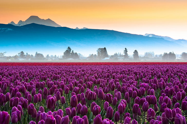 campo de flor tulipa roxa, campo, flores, montanhas, tulipas, neblina, HD papel de parede