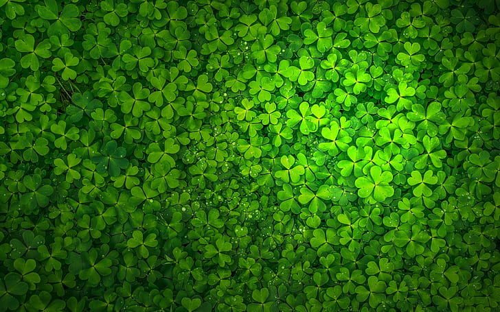 St Patrick's Day, St Patricks Day, Irlandia, Shamrock, Wallpaper HD
