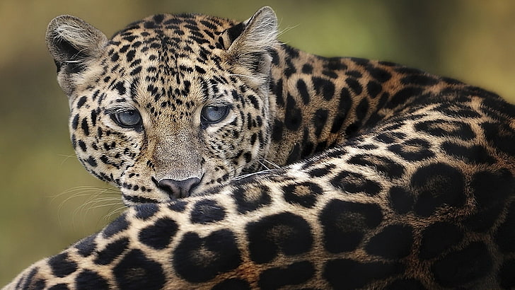 leopardo adulto, leopardo, gato grande, deitado, rosto, HD papel de parede